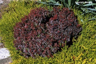 Berberis thunbergii 'Atropurpurea Nana'
