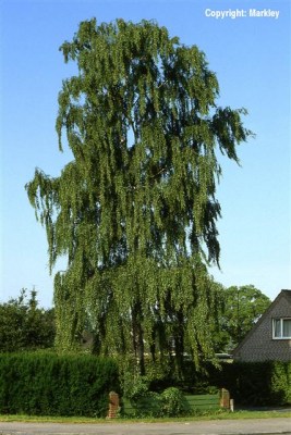 Betula pendula 'Tristis'