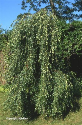 Betula pendula 'Youngii'