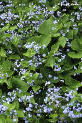 Brunnera macrophylla