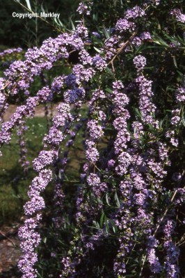 Buddleja alternifolia