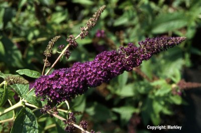 Buddleja davidii 'African Queen'