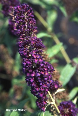 Buddleja davidii 'Black Knight'