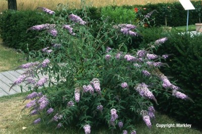 Buddleja davidii 'Nanho Blue'