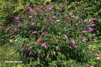 Buddleja davidii 'Royal Red'
