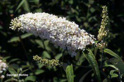 Buddleja davidii 'White Profusion'