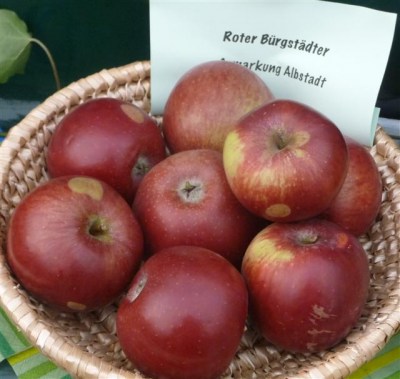 Malus 'Bürgstädter Roter'