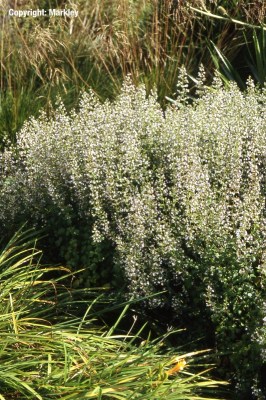 Calamintha nepeta ssp. nepeta