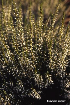 Calluna vulgaris 'Melanie'