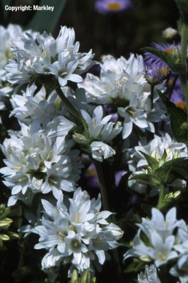 Campanula glomerata 'Alba'
