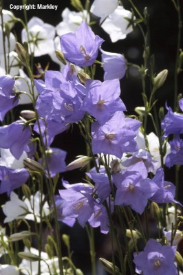 Campanula persicif.'Grandiflora Coerulea'