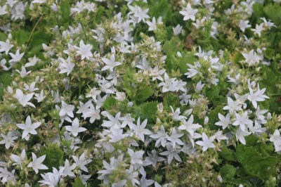 campanula_poscharskyana_eh_frost