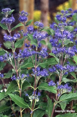 Caryopteris clandonensis 'Grand Bleu'