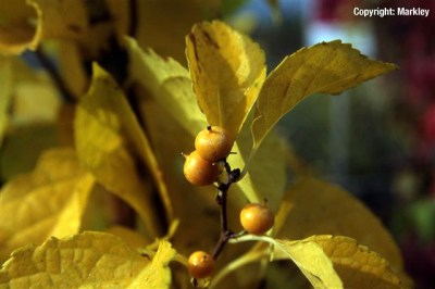 Celastrus orbiculatus