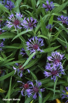 Centaurea montana 'Grandiflora'