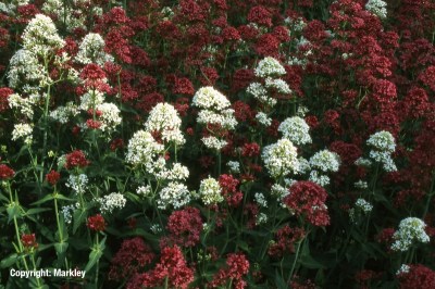 Centranthus ruber 'Albus'