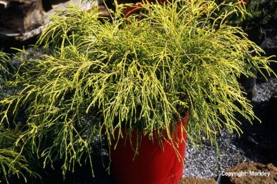 Chamaecyparis pisifera 'Sungold'