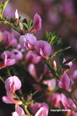 Chamaecytisus purpureus (Cytisus purpureus)