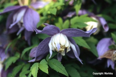 Clematis alpina 'Frances Rivis'