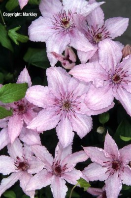 Clematis 'Hagley Hybrid'