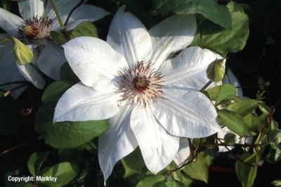 Clematis 'Miss Bateman'