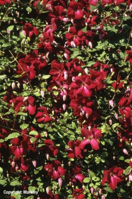 Clematis viticella 'Rubra'