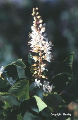 Clethra alnifolia