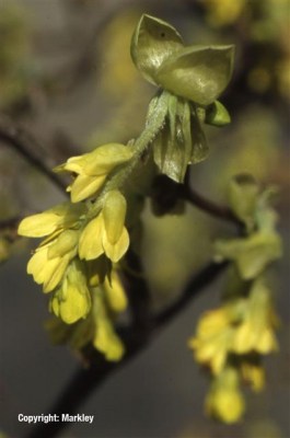 Corylopsis spicata