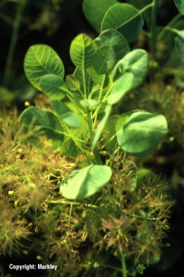 Cotinus coggygria 'Young Lady'