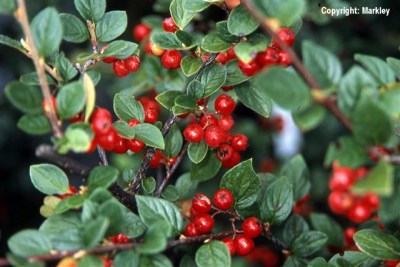 Cotoneaster dielsianus