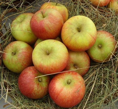 Malus 'Cox Orangenrenette'