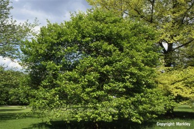 Crataegus crus-galli
