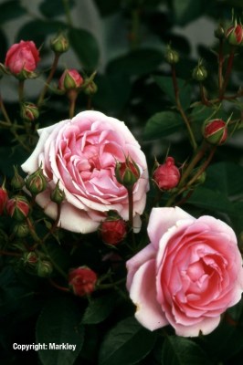 Rosa 'Crescendo' -R-
