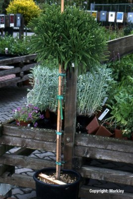 Cryptomeria japonica 'Globosa Nana'