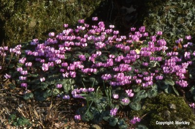 Cyclamen coum