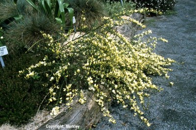 Cytisus kewensis