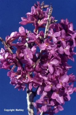 Daphne mezereum 'Rubra Select'