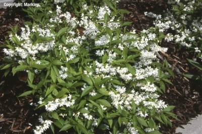 Deutzia gracilis