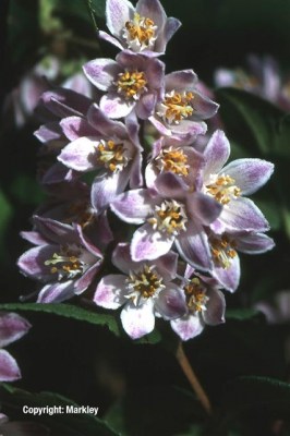Deutzia magnifica 'Tourbillon Rouge'