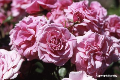 Rosa 'Dornröschenschloss Sababurg' -R-