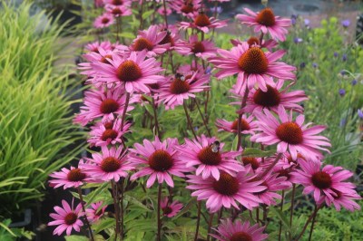 echinacea_purpurea_rubinstern
