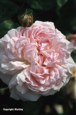 Rosa 'Eglantyne' -R-
