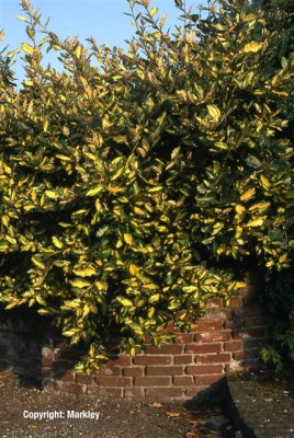Elaeagnus pungens 'Maculata'
