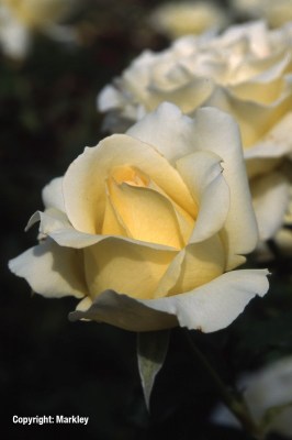 Rosa 'Elina' -R-