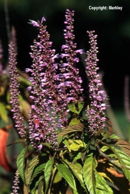 Elsholtzia stauntonii