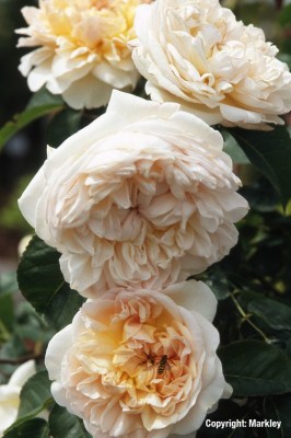 Rosa 'Evelyn' ('Apricot Parfait') -R-