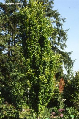 Fagus sylvatica 'Dawyck'