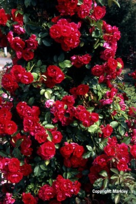 Rosa 'Flammentanz' -R-