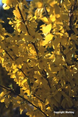 Keine Abbildung zugeordnet 