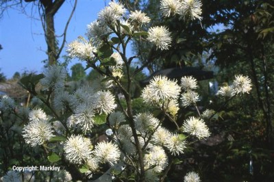 Fothergilla major